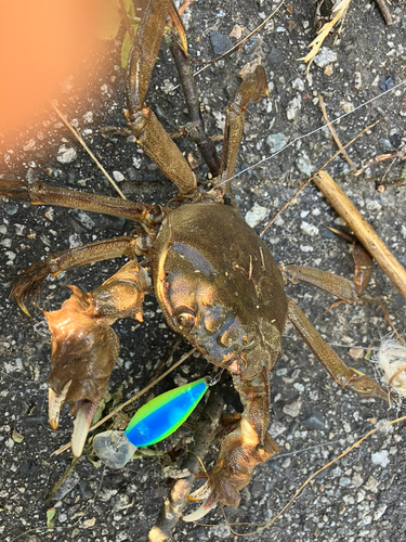 モクズガニの釣果