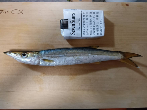 カマスの釣果