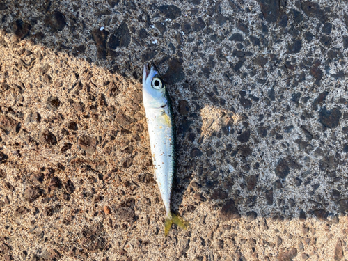 サバの釣果