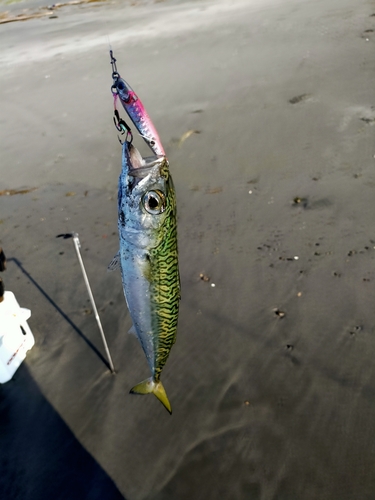 サバの釣果