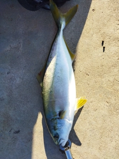 ハマチの釣果