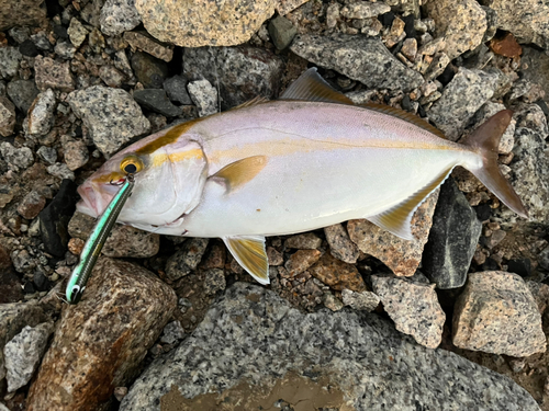 カンパチの釣果