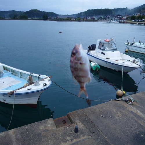 マダイの釣果