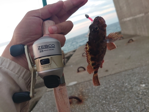 アラカブの釣果