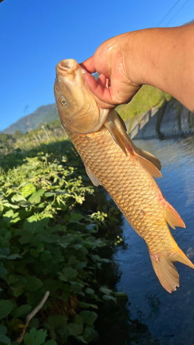 コイの釣果