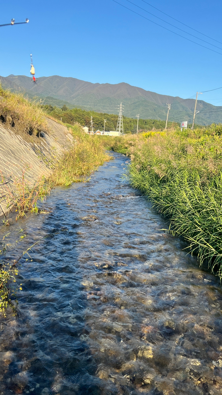 アマゴ