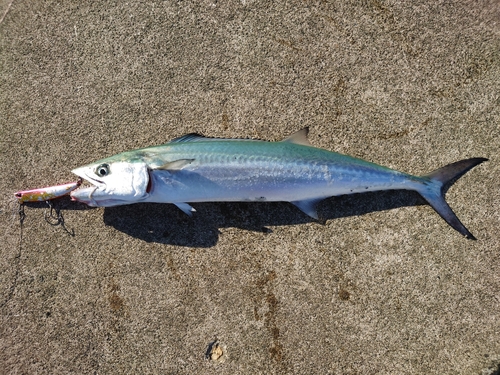 セイゴ（ヒラスズキ）の釣果