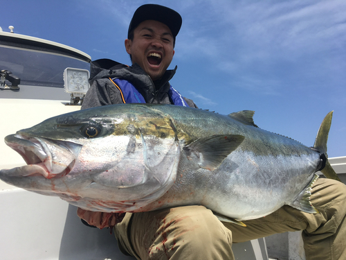 ヒラマサの釣果