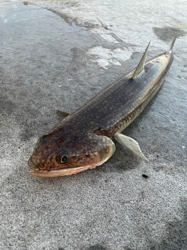 エソの釣果