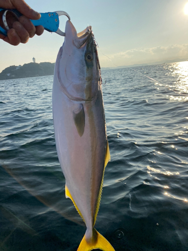 ワラサの釣果