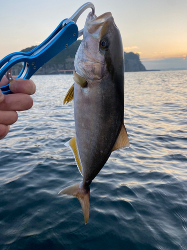 ショゴの釣果