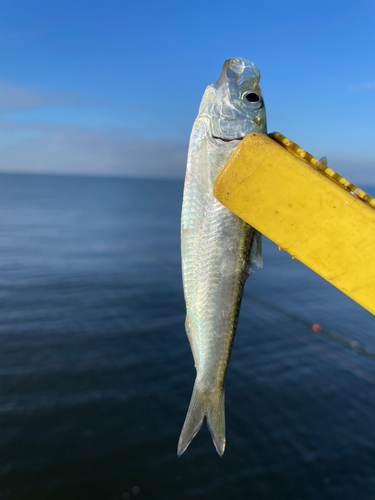 サッパの釣果