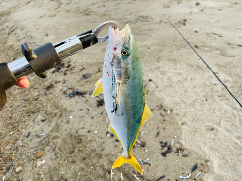 ワカシの釣果