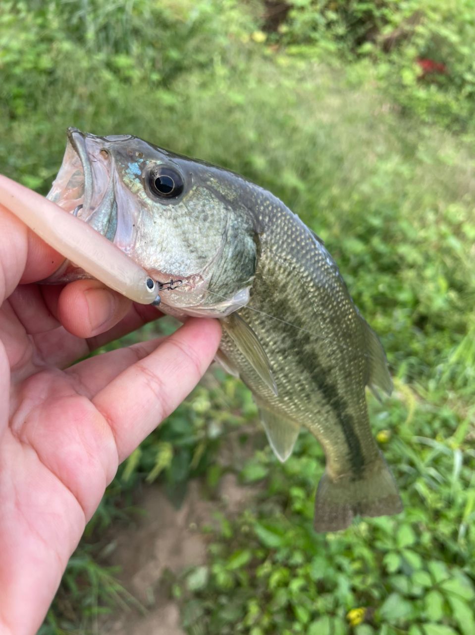 ラージマウスバス