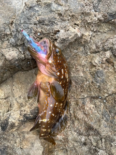 アコウの釣果