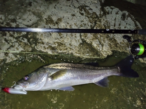 フッコ（マルスズキ）の釣果