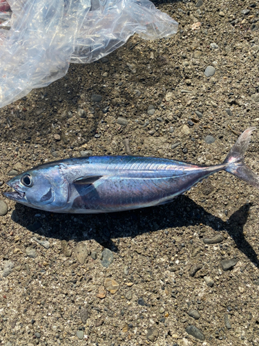 クロマグロの釣果