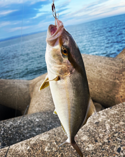 ネリゴの釣果