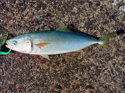 ワカシの釣果