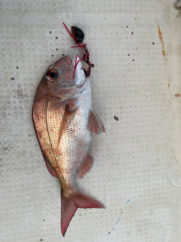 マダイの釣果