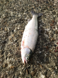 ニジマスの釣果