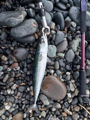 サバの釣果