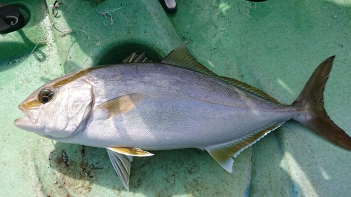 ネリゴの釣果