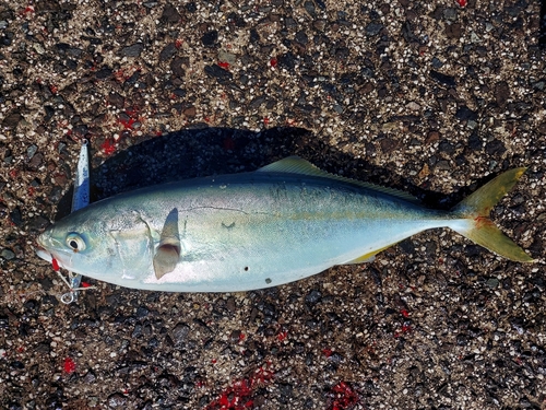 ワカシの釣果