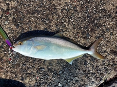 ショゴの釣果