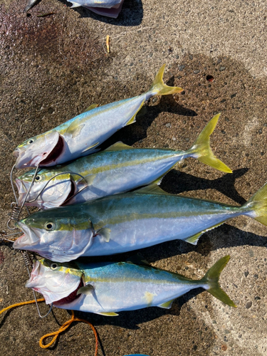 イナダの釣果