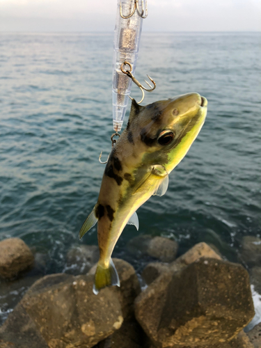 クロサバフグの釣果