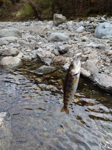 ヤマメの釣果