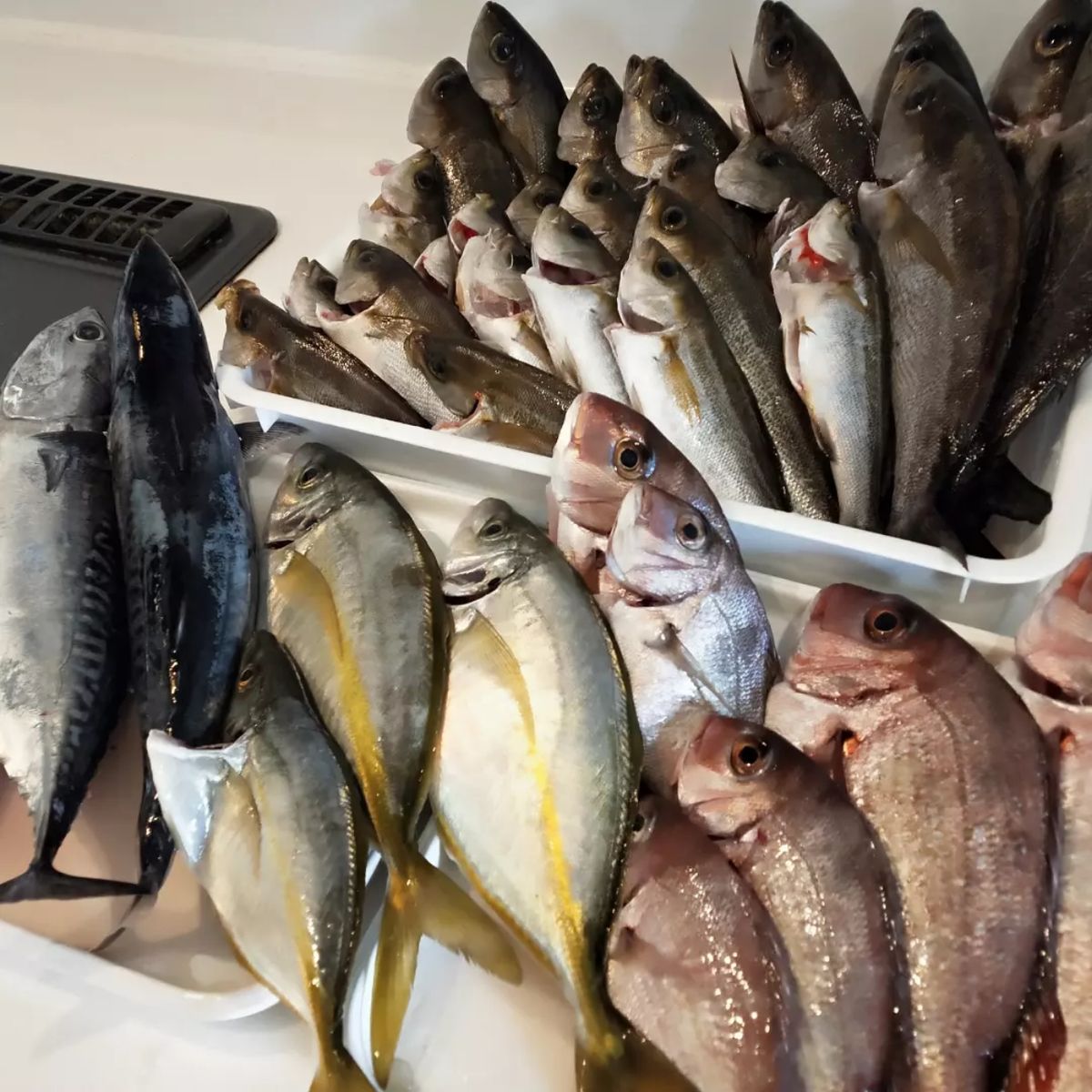 週末の釣り🎣＆料理🐡さんの釣果 2枚目の画像