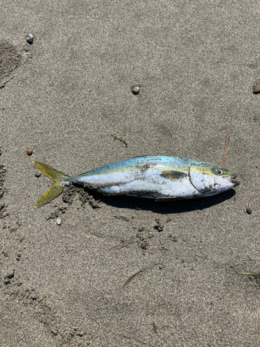 ショゴの釣果