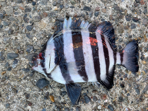 イシダイの釣果