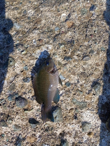 メジナの釣果