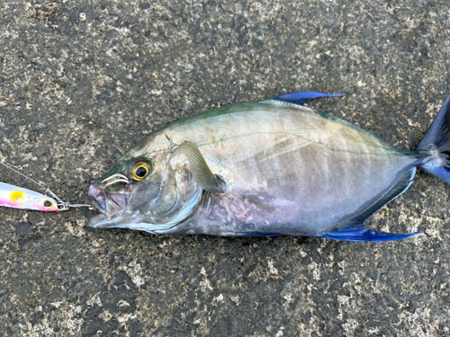 ナンヨウカイワリの釣果