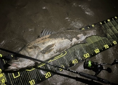 スズキの釣果