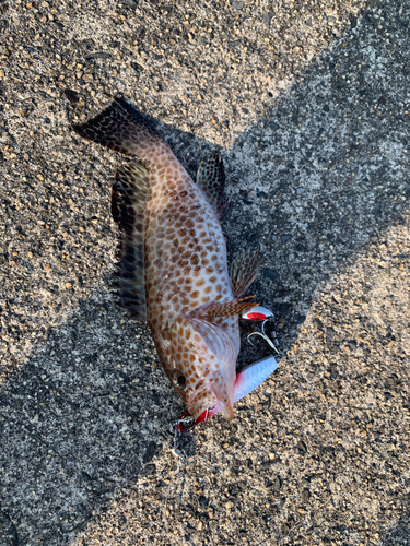 オオモンハタの釣果