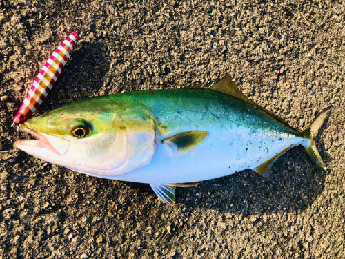 ハマチの釣果