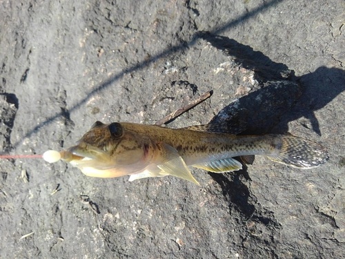 ハゼの釣果