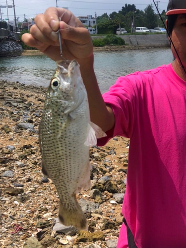 オオクチユゴイの釣果