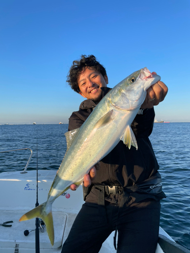 ハマチの釣果