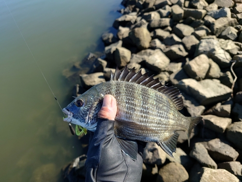 クロダイの釣果