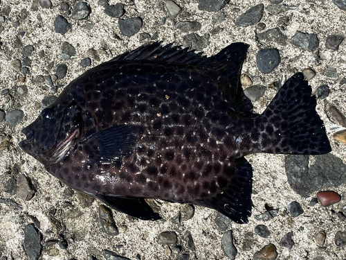 イシガキダイの釣果