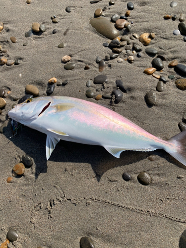 ショゴの釣果