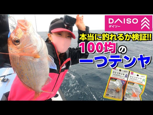 マダイの釣果