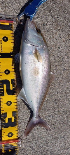 カンパチの釣果