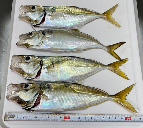 アジの釣果