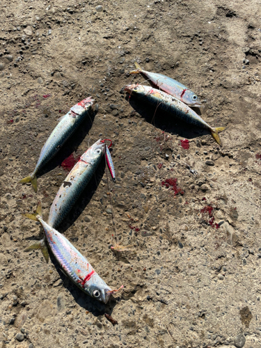 マサバの釣果